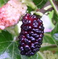 Morus Nigra